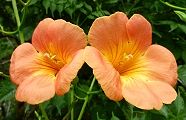 110708-nouzen.jpg(8151 byte)