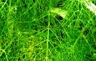 110708-uikyou.jpg(6596 byte)