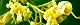 110712-aogiri-s.jpg(1896 byte)
