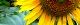 110718-himawari-s.jpg(1637 byte)