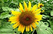 110718-himawari.jpg(11526 byte)