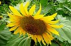 110718-himawari4.jpg(6578 byte)