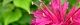 110623-taimatubana-s.jpg(1488 byte)