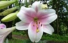 110705-riryi.jpg(6099 byte)