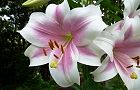 110705-riryi2.jpg(5544 byte)
