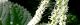 110718-yabumao-s.jpg(1582 byte)
