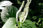110718-yabumao.jpg(8722 byte)