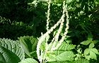 110718-yabumao2.jpg(6625 byte)
