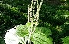 110718-yabumao3.jpg(6555 byte)