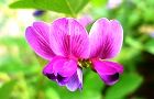 110721-hagi.jpg(4634 byte)