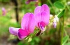 110721-hagi2.jpg(4552 byte)