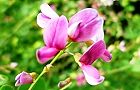 110721-hagi3.jpg(5681 byte)