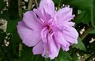 110728-muku.jpg(5353 byte)
