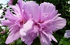 110728-muku3.jpg(6177 byte)