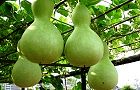 110729-hyoutan.jpg(6702 byte)