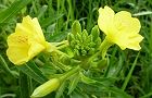 110801-mematuyoi3.jpg(5803 byte)