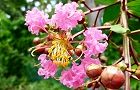 110801-sarusuberi.jpg(6711 byte)