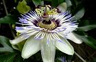 110801-tokeisou3.jpg(5611 byte)