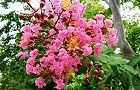 110802-sarusuberi.jpg(7880 byte)