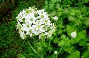 110804-nira.jpg(9752 byte)