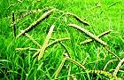 110806-suzumehie2.jpg(8088 byte)