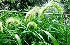 110811-enokoro.jpg(7591 byte)