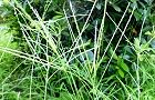 110811-himesiba.jpg(8364 byte)