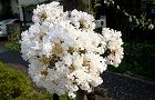 110812-sarusuberi2.jpg(5965 byte)