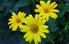 110715-inukiku2.jpg(5619 byte)