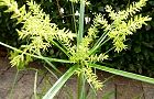 110802-kayaturi.jpg(7443 byte)