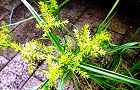 110802-kayaturi2.jpg(7657 byte)