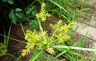 110802-kayaturi3.jpg(6794 byte)