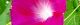 110813-asagao-s.jpg(1351 byte)