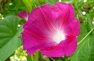 110813-asagao.jpg(6577 byte)