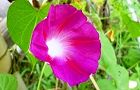 110813-asagao2.jpg(5296 byte)