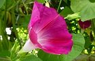 110813-asagao3.jpg(5227 byte)