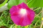 110813-asagao4.jpg(4738 byte)
