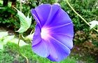 110814-aoiro.jpg(6232 byte)