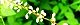 110819-ginmizu-s.jpg(1778 byte)