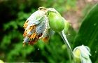 110819-jyuzu4.jpg(4589 byte)