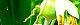 110819-jyuzudama-s.jpg(1621 byte)