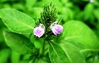 110819-kitunemago3.jpg(4609 byte)