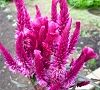 110822-keito.jpg(4930 byte)