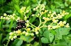 110825-yabukaraci.jpg(6495 byte)