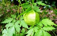 110828-husen.jpg(9940 byte)