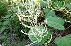 110829-itadori2.jpg(7223 byte)