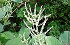 110829-itadori4.jpg(7320 byte)