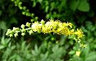 110819-kinmizuhiki.jpg(5516 byte)