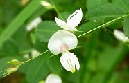110819-makiehagi.jpg(6019 byte)