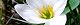 110902-tamasudare-s.jpg(1607 byte)